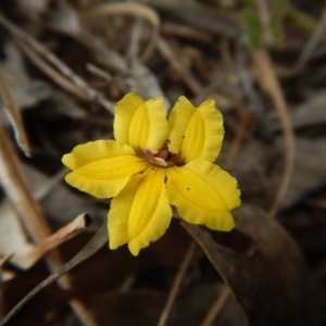 Goodenia hederacea subsp. hederacea at Belconnen, ACT - 26 Oct 2017 10:06 AM