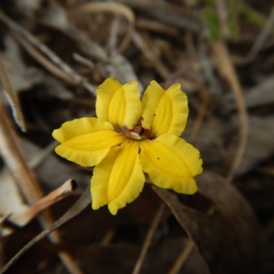 Goodenia hederacea subsp. hederacea (Ivy Goodenia, Forest Goodenia) at Mount Painter - 25 Oct 2017 by CathB