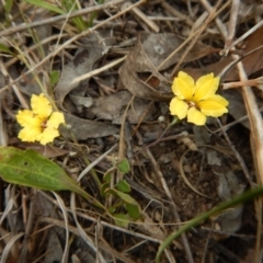 Goodenia hederacea subsp. hederacea at Belconnen, ACT - 26 Oct 2017 10:06 AM