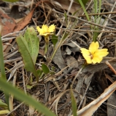 Goodenia hederacea subsp. hederacea at Belconnen, ACT - 26 Oct 2017 10:06 AM