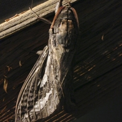 Abantiades atripalpis (Bardee grub/moth, Rain Moth) at Michelago, NSW - 3 Apr 2014 by Illilanga