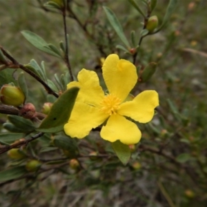 Hibbertia obtusifolia at Belconnen, ACT - 26 Oct 2017