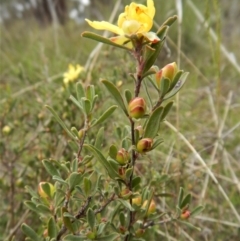 Hibbertia obtusifolia at Belconnen, ACT - 26 Oct 2017