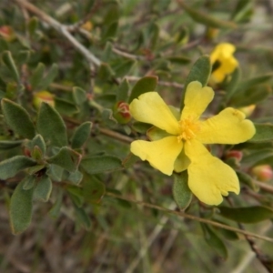 Hibbertia obtusifolia at Belconnen, ACT - 26 Oct 2017