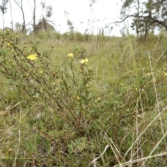 Hibbertia obtusifolia at Belconnen, ACT - 26 Oct 2017