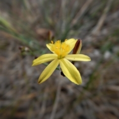 Tricoryne elatior (Yellow Rush Lily) at Mount Painter - 27 Oct 2017 by CathB