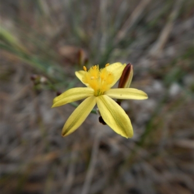 Tricoryne elatior (Yellow Rush Lily) at Mount Painter - 27 Oct 2017 by CathB