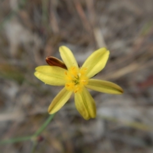 Tricoryne elatior at Belconnen, ACT - 27 Oct 2017