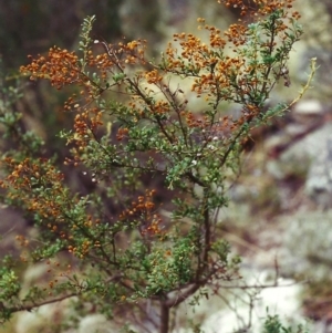 Bursaria spinosa at Conder, ACT - 10 Mar 2001