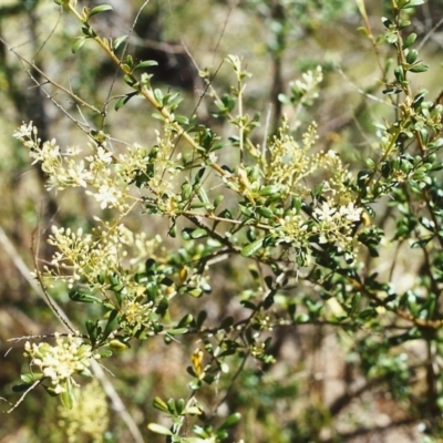 Bursaria spinosa (Native Blackthorn, Sweet Bursaria) at Conder, ACT - 28 Nov 1999 by MichaelBedingfield