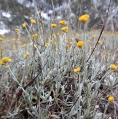 Chrysocephalum apiculatum (Common Everlasting) at Cook, ACT - 26 Oct 2017 by CathB