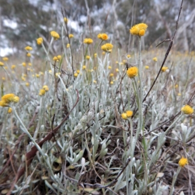 Chrysocephalum apiculatum (Common Everlasting) at Cook, ACT - 26 Oct 2017 by CathB