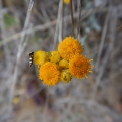 Chrysocephalum apiculatum at Cook, ACT - 26 Oct 2017