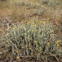 Chrysocephalum apiculatum at Cook, ACT - 26 Oct 2017 10:34 AM