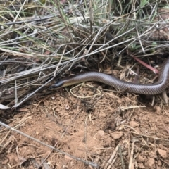 Parasuta dwyeri (Dwyer's Black-headed Snake) at Kenny, ACT - 28 Oct 2017 by JasonC