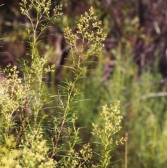 Cassinia quinquefaria (Rosemary Cassinia) at Conder, ACT - 29 Jan 2000 by michaelb