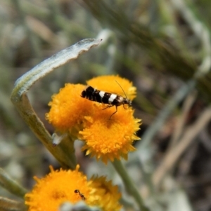 Glyphipterix chrysoplanetis at Cook, ACT - 29 Oct 2017