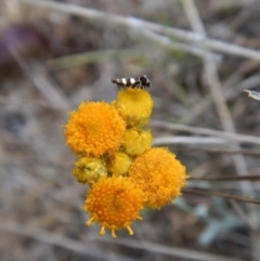 Glyphipterix chrysoplanetis at Cook, ACT - 29 Oct 2017