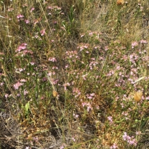 Centaurium sp. at Garran, ACT - 12 Dec 2011