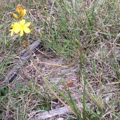 Bulbine bulbosa (Golden Lily) at Sutton, NSW - 31 Oct 2017 by davidmcdonald