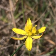 Bulbine bulbosa at Sutton, NSW - 31 Oct 2017 01:45 PM