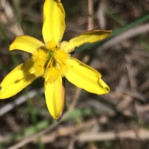 Bulbine bulbosa at Sutton, NSW - 31 Oct 2017 01:45 PM