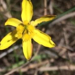 Bulbine bulbosa at Sutton, NSW - 31 Oct 2017