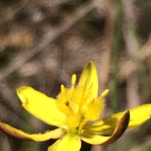 Bulbine bulbosa at Sutton, NSW - 31 Oct 2017 01:45 PM