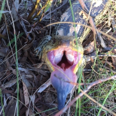 Tiliqua nigrolutea (Blotched Blue-tongue) at QPRC LGA - 29 Oct 2017 by AlexSof