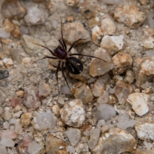 Habronestes bradleyi at Paddys River, ACT - 25 Oct 2017