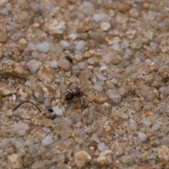 Habronestes bradleyi at Paddys River, ACT - 25 Oct 2017