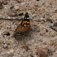 Vanessa kershawi (Australian Painted Lady) at Paddys River, ACT - 25 Oct 2017 by SWishart