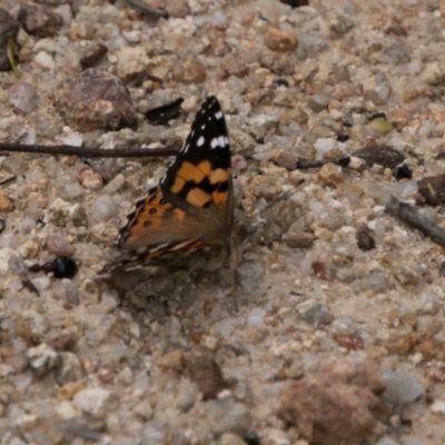 Vanessa kershawi (Australian Painted Lady) at Tidbinbilla Nature Reserve - 25 Oct 2017 by SWishart