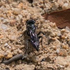 Sphecidae or Crabronidae (families) (Unidentified sand wasp) at Paddys River, ACT - 25 Oct 2017 by SWishart