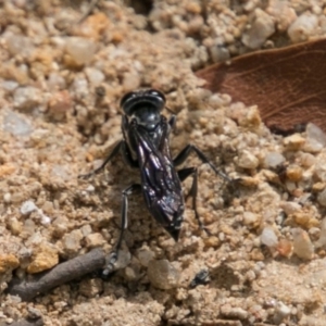 Sphecidae or Crabronidae (families) at Paddys River, ACT - 25 Oct 2017 12:59 PM