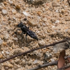 Sphecidae or Crabronidae (families) at Paddys River, ACT - 25 Oct 2017 12:59 PM