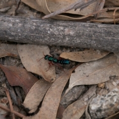 Diamma bicolor (Blue ant, Bluebottle ant) at Tidbinbilla Nature Reserve - 25 Oct 2017 by SWishart
