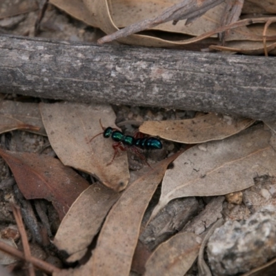 Diamma bicolor (Blue ant, Bluebottle ant) at Tidbinbilla Nature Reserve - 25 Oct 2017 by SWishart