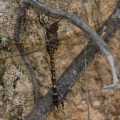 Adversaeschna brevistyla (Blue-spotted Hawker) at Paddys River, ACT - 25 Oct 2017 by SWishart