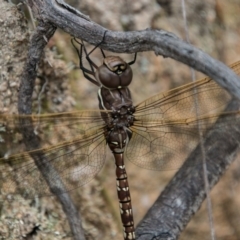 Adversaeschna brevistyla at Paddys River, ACT - 25 Oct 2017