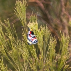Delias harpalyce (Imperial Jezebel) at Tidbinbilla Nature Reserve - 25 Oct 2017 by SWishart