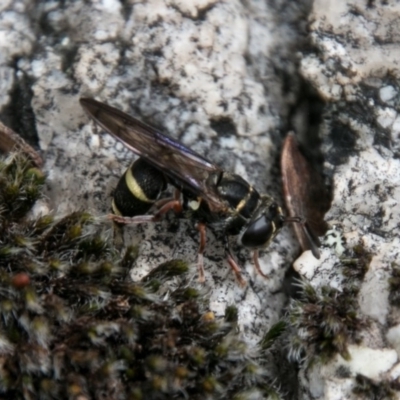 Unidentified at Tidbinbilla Nature Reserve - 25 Oct 2017 by SWishart