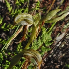 Oligochaetochilus hamatus (Southern Hooked Rustyhood) at Bullen Range - 29 Oct 2017 by JohnBundock