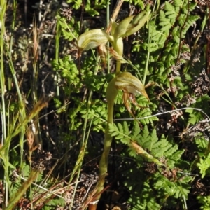 Oligochaetochilus hamatus at Bullen Range - suppressed