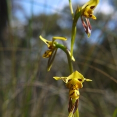 Diuris sulphurea (Tiger Orchid) at Acton, ACT - 27 Oct 2017 by ClubFED