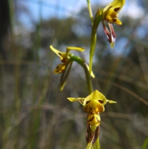 Diuris sulphurea at Acton, ACT - 27 Oct 2017