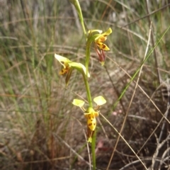 Diuris sulphurea at Acton, ACT - 27 Oct 2017