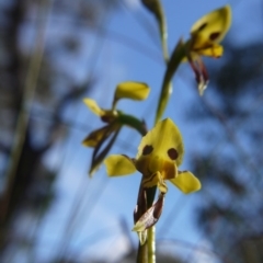 Diuris sulphurea at Acton, ACT - 27 Oct 2017