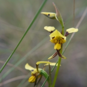 Diuris sulphurea at Acton, ACT - suppressed