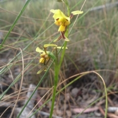 Diuris sulphurea at Acton, ACT - suppressed